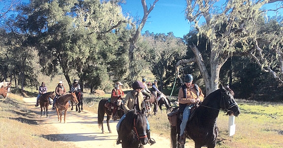 Horses in Paso Robles