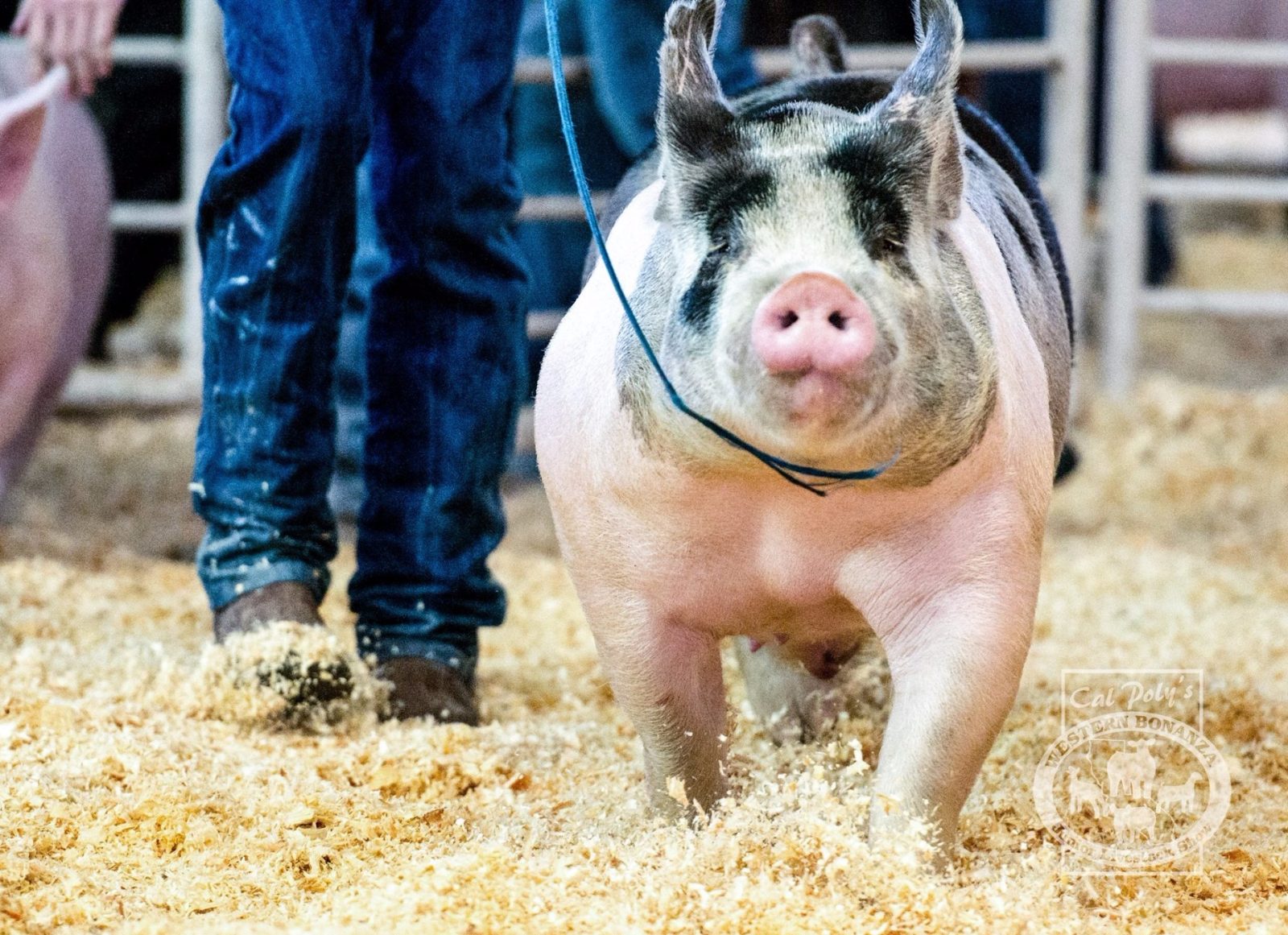 Pig at Paso Robles Event Center