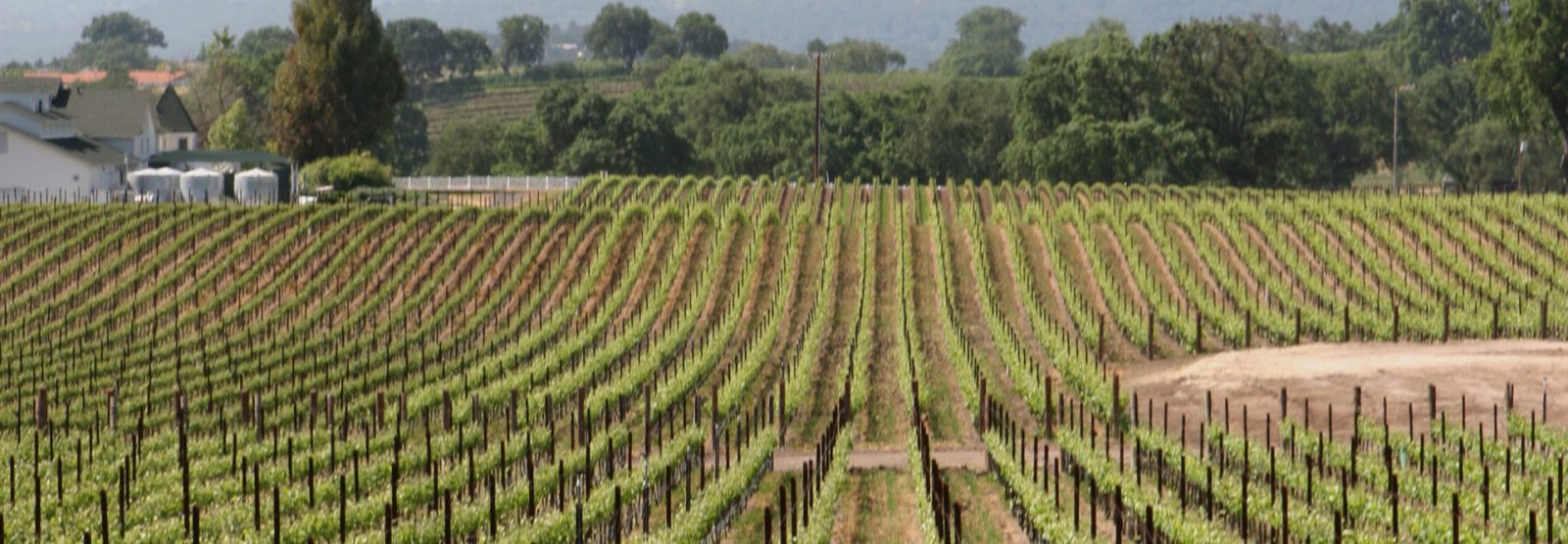 paso robles wineries and vineyard